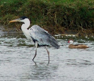 humedales de ventanilla flora y fauna